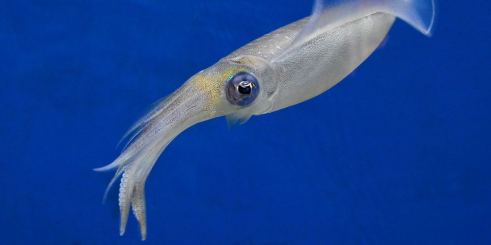 Come si pesca al calamaro: tecniche e curiosità